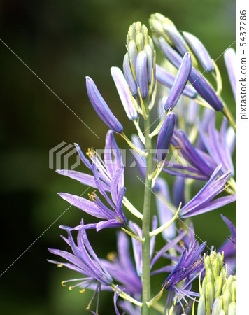 Camacia(柏樹藍紫色) Camacia(柏樹藍紫色) 5437286