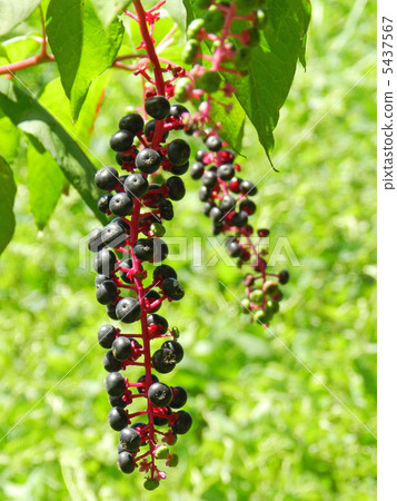 Yoshishi Yamagonbou (Yama mountain beef ramie) 5437567