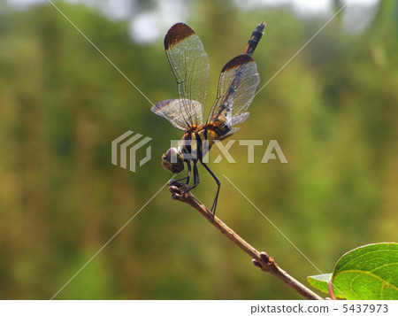 Noshimetombo which sticks to the branches of the tree on the handstand 5437973