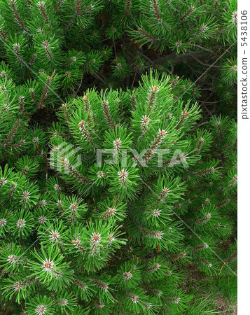 Pine wood 5438106