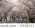 Row of cherry trees 5438311