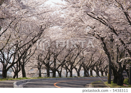 Row of cherry trees 5438311