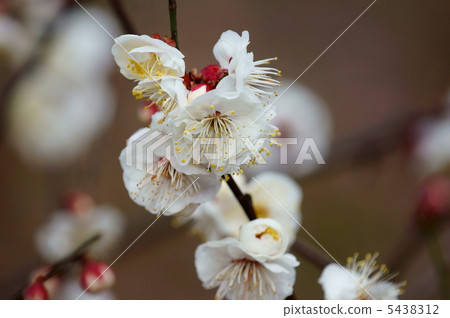 White plum Yabino plum blossom Da Yu is a bit unobtrusive. 5438312