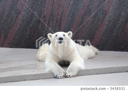 Polar bear Polar bear 5438331