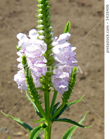 Hanatraneo (flower tiger's tail) 5438406