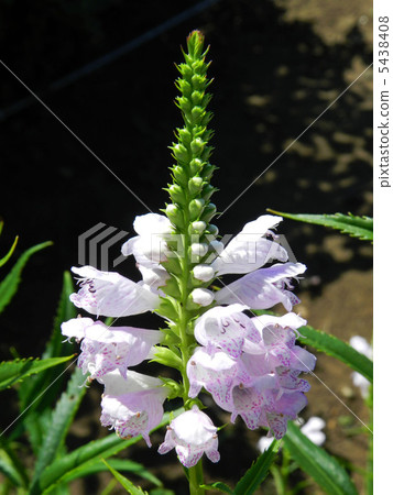 Hanatraneo (flower tiger's tail) Hanatraneo (flower tiger's tail) 5438408