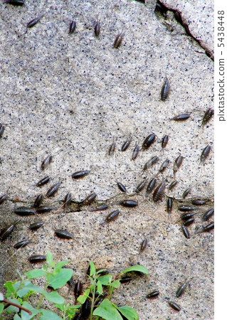 利賈異國情調 利賈異國情調 5438448