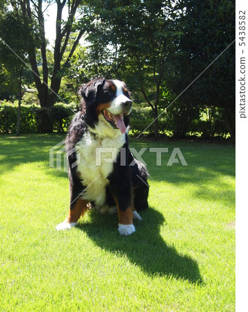 伯恩山犬 5438582