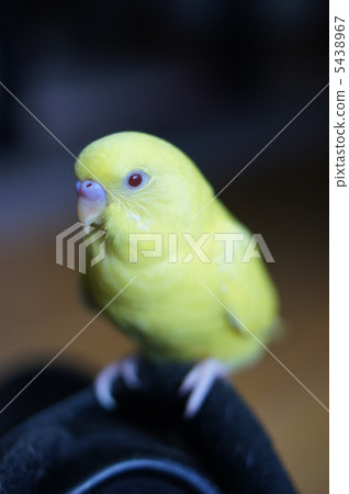 Yellow sexi parakeet 5438967