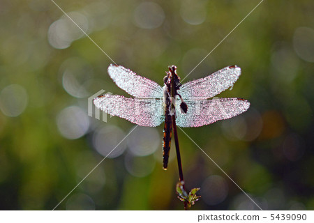 Rainbow colored feathers 5439090