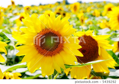 向日葵 5439292