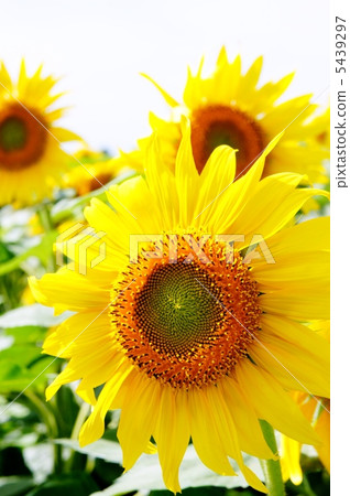 向日葵 5439297