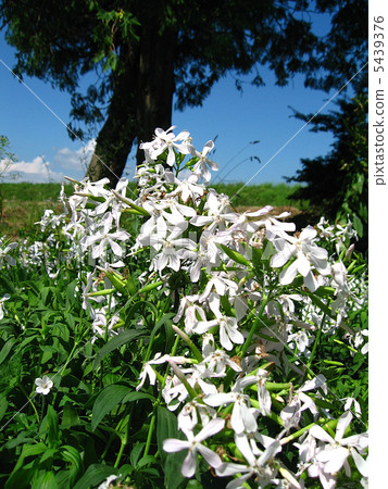 Thorpeat Thorpeat 5439376