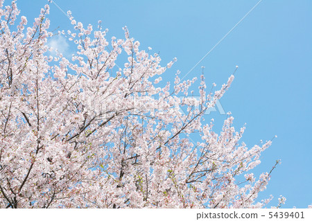 Yoshino Somei 5439401