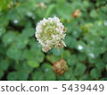 花語：承諾 5439449