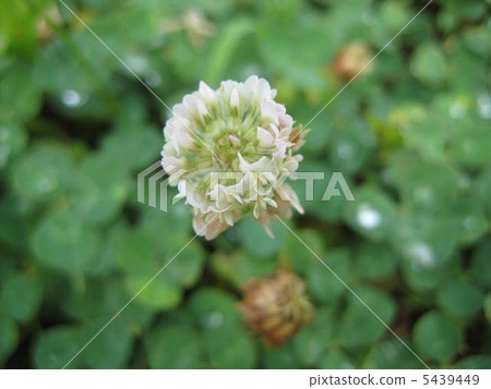 花語:承諾 花語:承諾 5439449