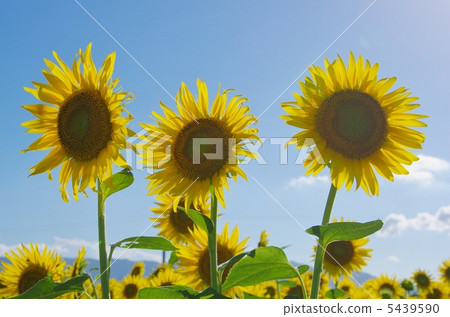 Sunflower of Ogaki 5439590