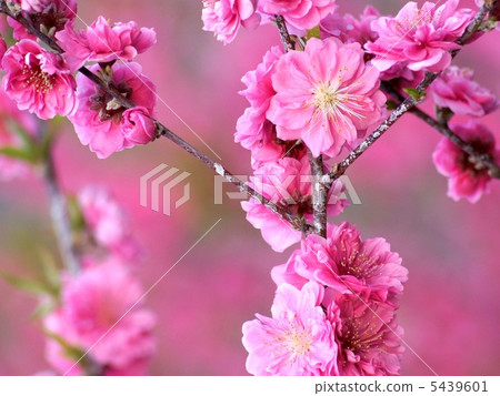 Hanamomo: flower peach 5439601