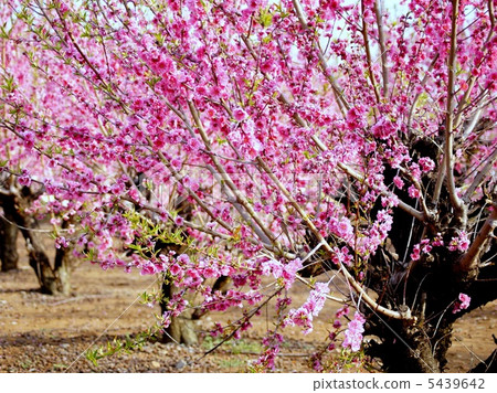 Hanamomo: flower peach Hanamomo: flower peach 5439642