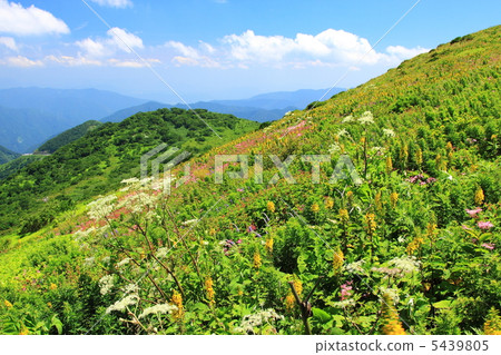 Ibuki mountain flower garden in summer 5439805