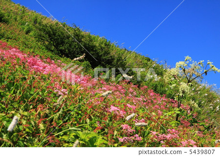 Ibuki山花園在夏天 5439807