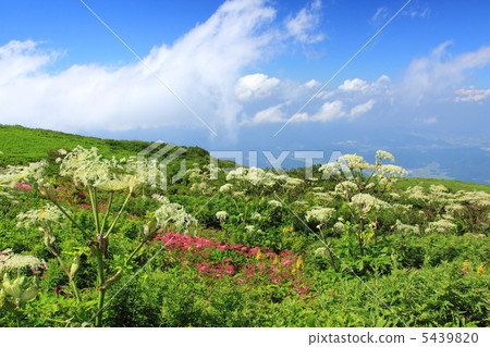 Ibuki shishido flower garden in summer 5439820