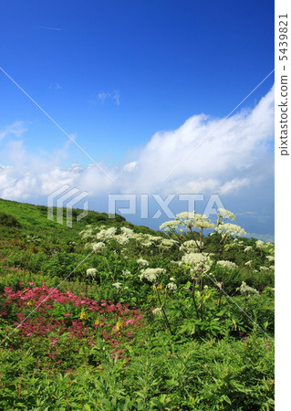 Ibuki shishido flower garden in summer 5439821