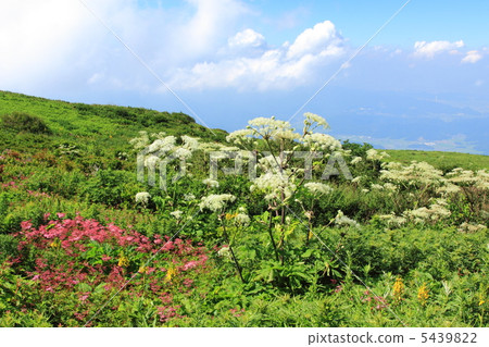 Ibuki mountain flower garden in summer Ibuki mountain flower garden in summer 5439822