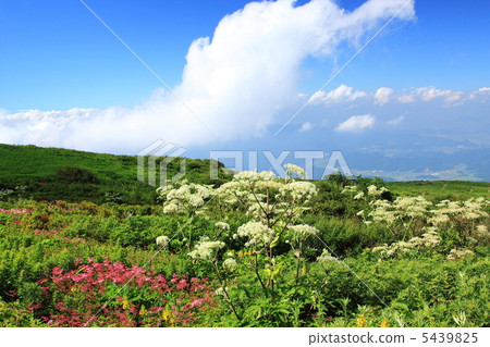 Ibuki mountain flower garden in summer 5439825