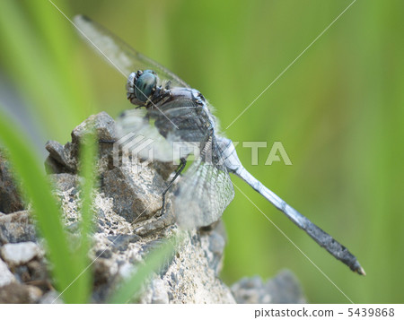 Shiokaratombo岩石向左 5439868