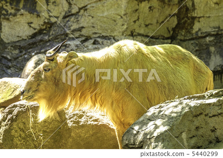 Golden Turkin (bovine originated in China) 5440299