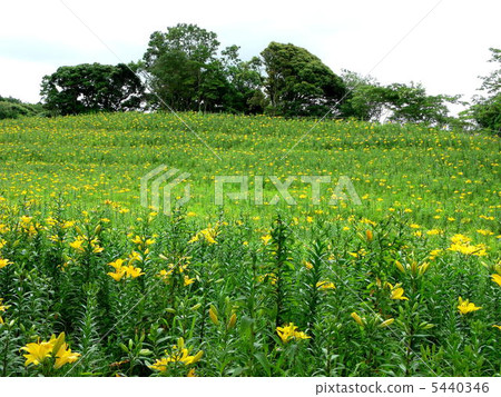 靜岡縣的Yuri花園在6月增添鮮花 5440346