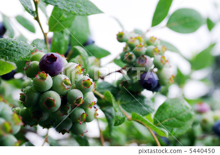 Blueberry on rainy day 01 5440450