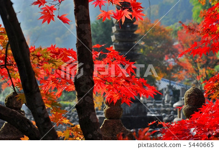 京都嵐山Asadinokuni佛寺 5440665