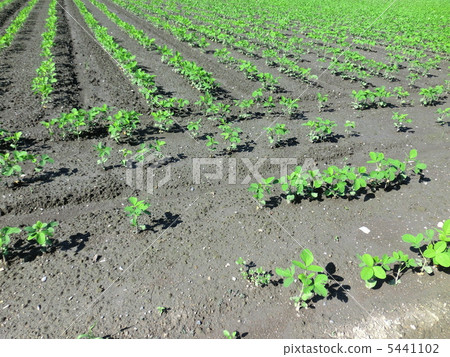 毛豆領域 毛豆領域 5441102