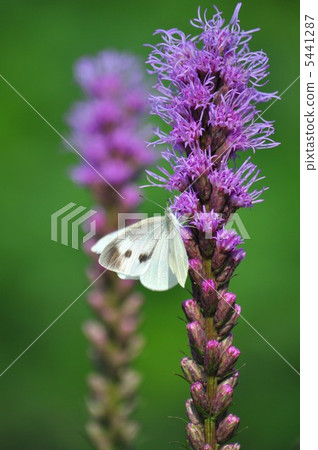 Kirin chrysanthemum and monstrochium 5441287