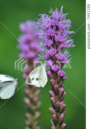 麒麟菊花和monstrochium 5441289