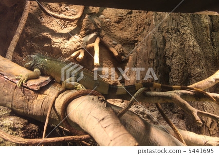 iguana 5441695