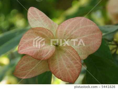 Mutsanda花瓣 5441826