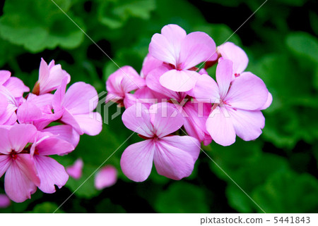 Geranium (Geranium) Pink Flower Geranium (Geranium) Pink Flower 5441843