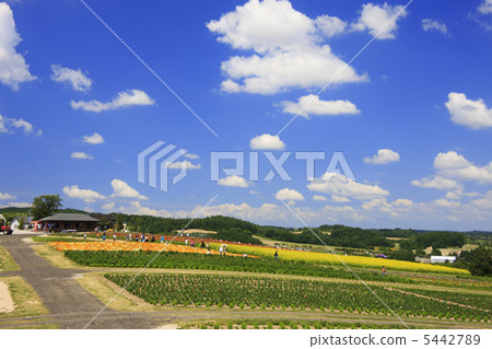 Flower land Flower land 5442789