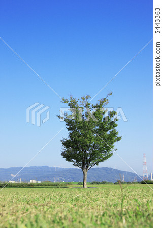 一棵樹 5443363