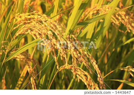 稻田 稻田 5443647