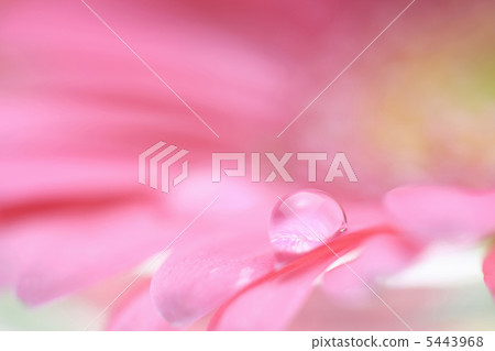 Gerbera 5443968