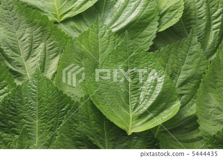 Sesame Leaves 5444435