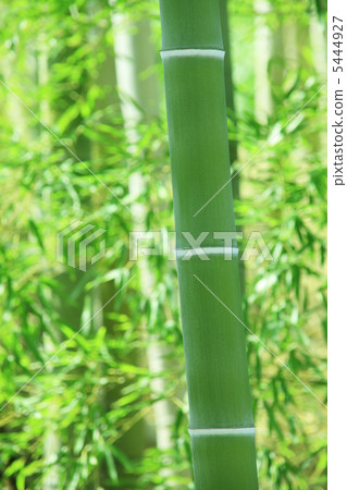Bamboo grove Bamboo grove 5444927