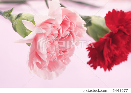 Carnation Carnation 5445677