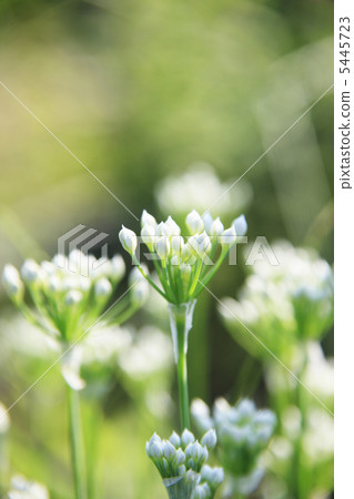Bud of flower bud Bud of flower bud 5445723