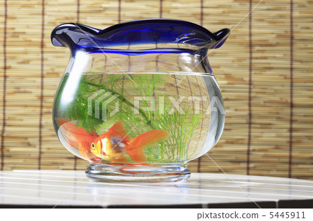 魚缸 5445911