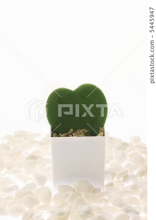 Heart's cactus Heart's cactus 5445947